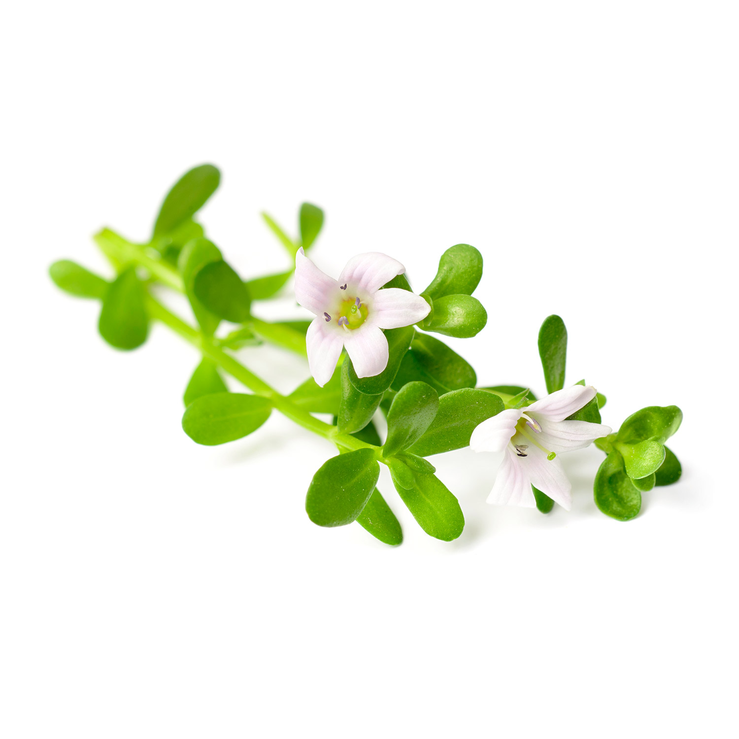 Bacopa